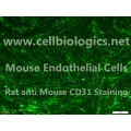 C57BL/6-GFP Mouse Primary Thyroid Microvascular Endothelial Cells